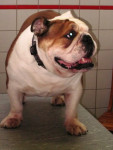Barney,engelse bulldog,loopt stram. Rechts voor is hij mank. Bij plassen maakt hij af en toe een duikeling naar voren. 